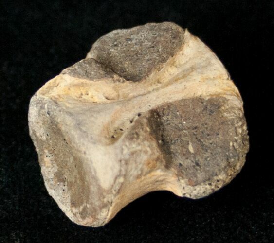 Champsosaurus Vertebrae (Cretaceous Reptile) #17672